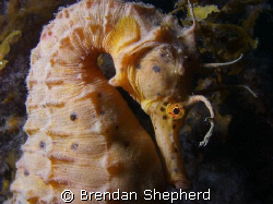 This beautiful Big Bellied Seahorse was happy to let me g... by Brendan Shepherd 